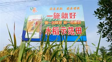 开云官方入口登录九禾公司“一施就好”专用复合肥水稻试验示范喜获丰收